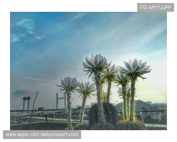 老将复出是否值得赌注？穿越荣耀还是刹那辉煌？